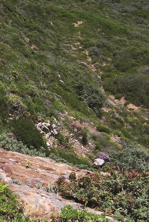 alpine