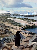 penguins