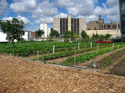 Chicago urban garden