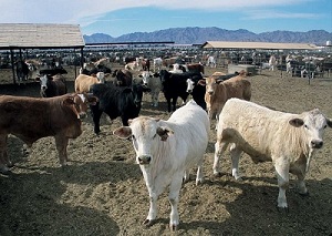 cows