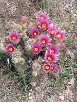 desert bloom