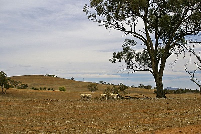 sheep on drought addled pasture