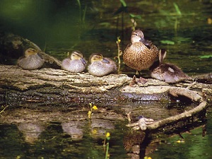 ducks