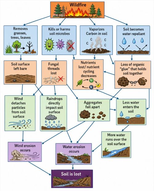 Fire impacts on soils