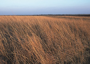 grasses