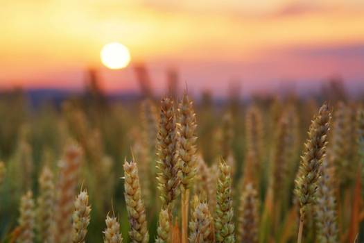 harvest carbon sunset