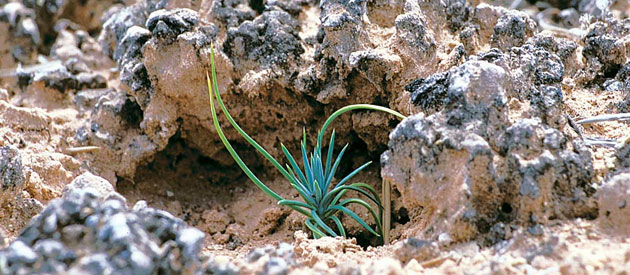 Photo Credit: SSSA – Soil