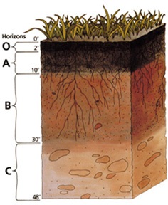 Soil Horizon Chart