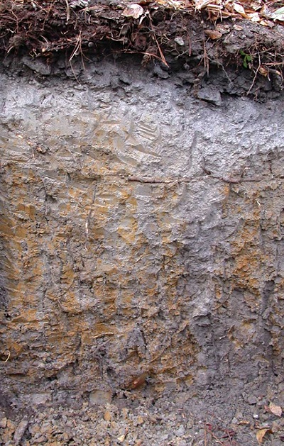 hydric soils