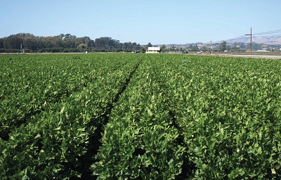 organic land farm production