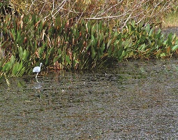 wetlands