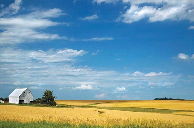 wheat farm