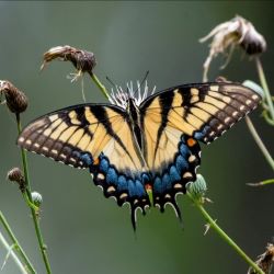 Tiger Swallowtail