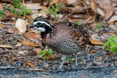 Northern Bobwhite