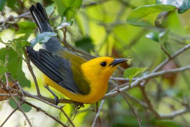 Prothonotary Warbler