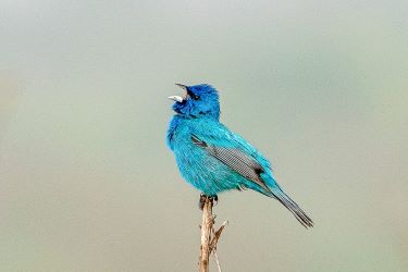 Indigo Bunting
