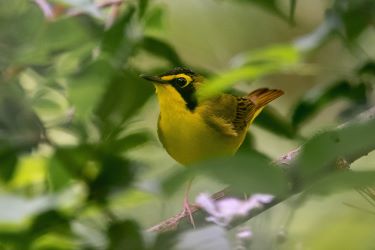 Kentucky Warbler