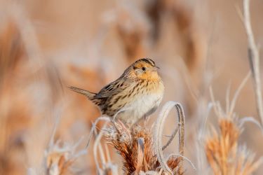 LeConte’s Sparrow