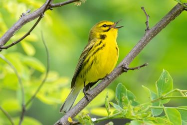 Prairie Warbler