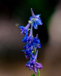 Carolina Larkspur